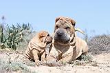 SHAR-PEI 579